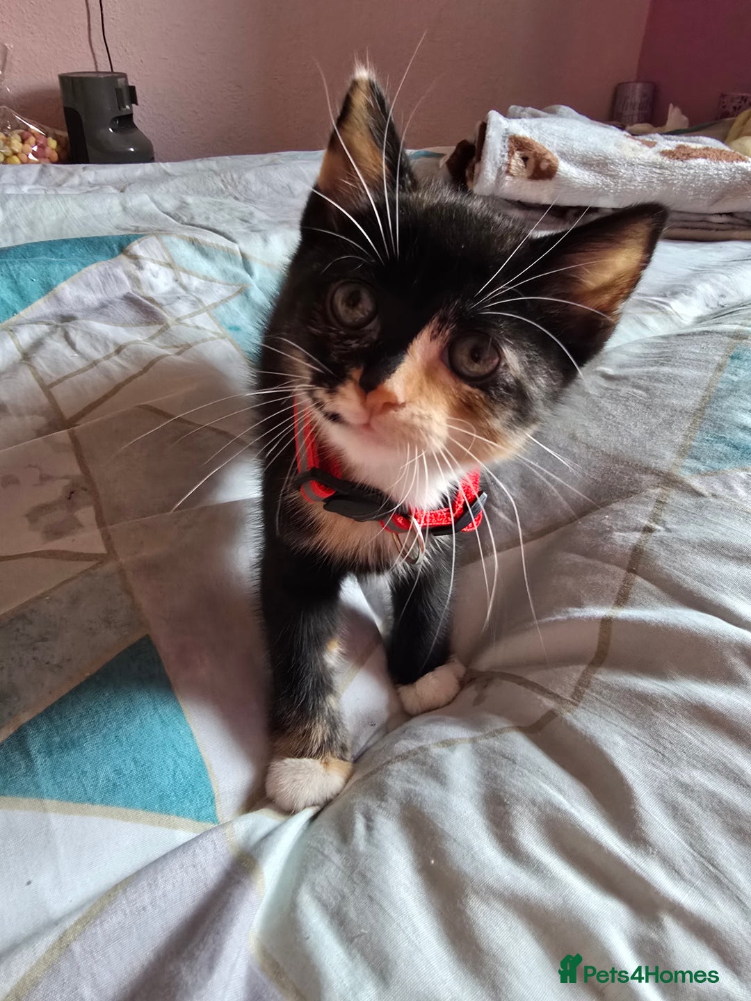 Mixed Breed cats for sale: Stunning, active kittens - Image 3