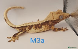 Gecko reptiles for sale: Juvenile Crested Geckos - Image 34