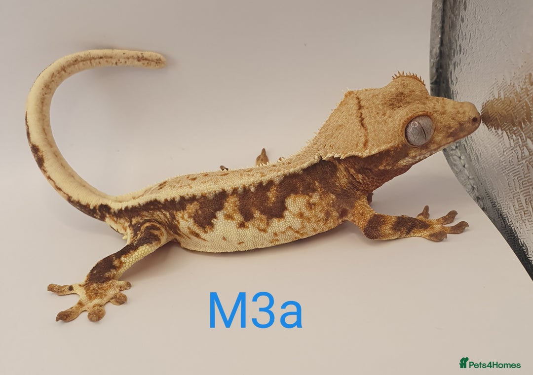 Gecko reptiles for sale: Juvenile Crested Geckos - Image 34