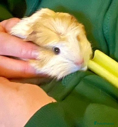 Guinea Pig rodents Male baby guinea pig - Advert 8