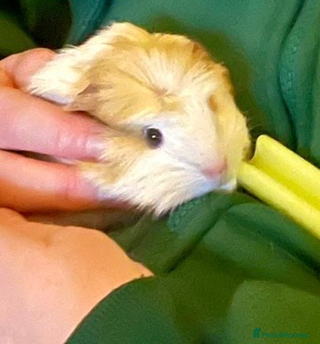 Guinea Pig rodents for sale: Male baby guinea pig - Advert 1