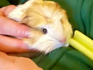 Guinea Pig rodents Male baby guinea pig - Advert 1