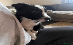 Border Collie dogs for sale: Beautiful MALE Border Collie Puppy - Advert 12
