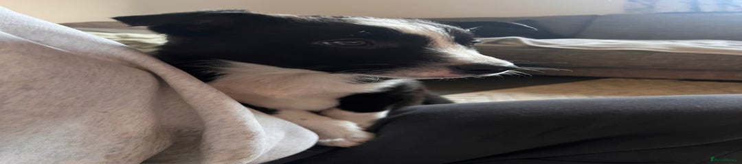 Border Collie Puppy 1