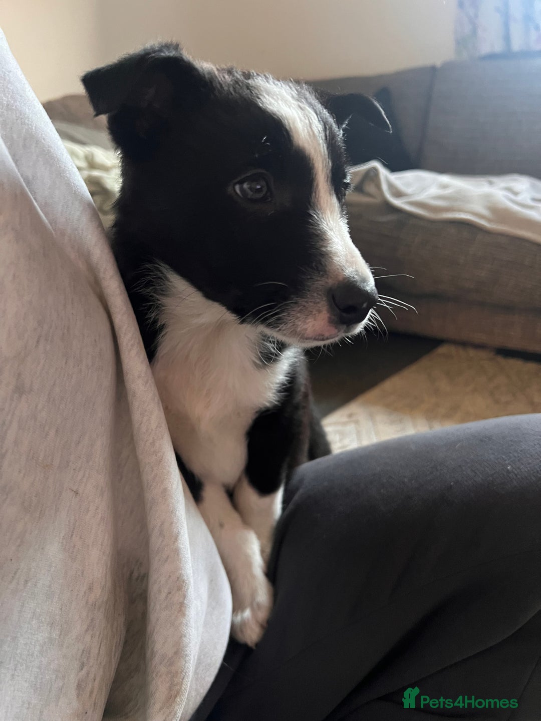 Border Collie dogs for sale: Beautiful MALE Border Collie Puppy - Advert 12