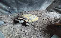 Tortoise reptiles for sale: Horsefield tortoise and set up - Image 3