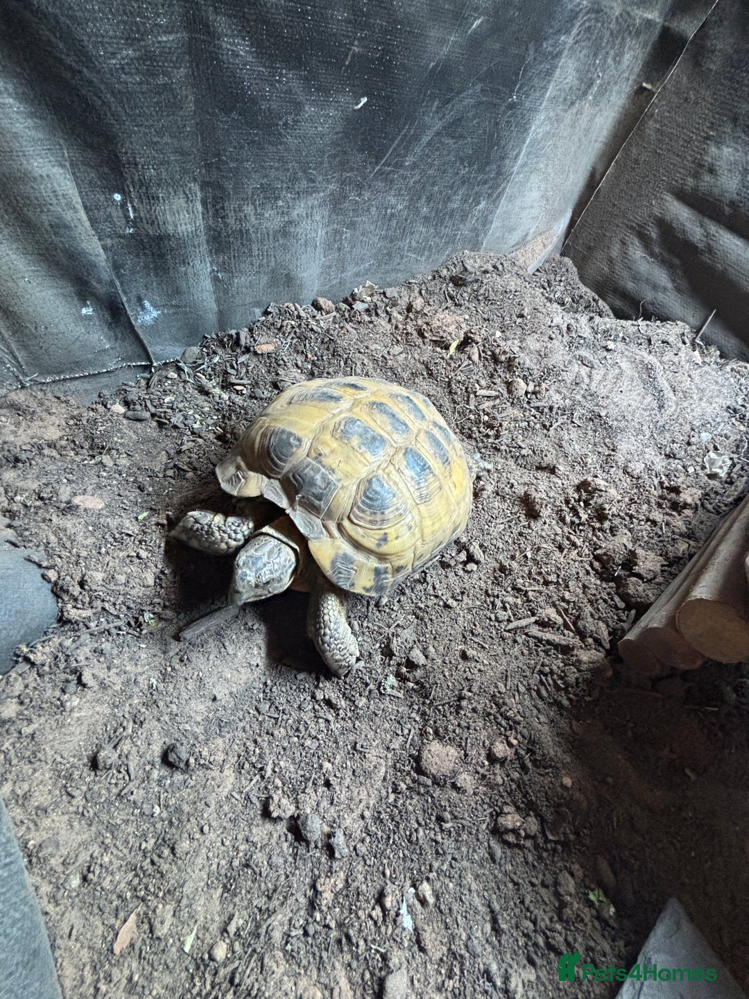 Tortoise reptiles for sale: Horsefield tortoise and set up - Image 3