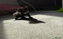 RagaMuffin cats for sale: Ragamuffin kittens  - Image 6