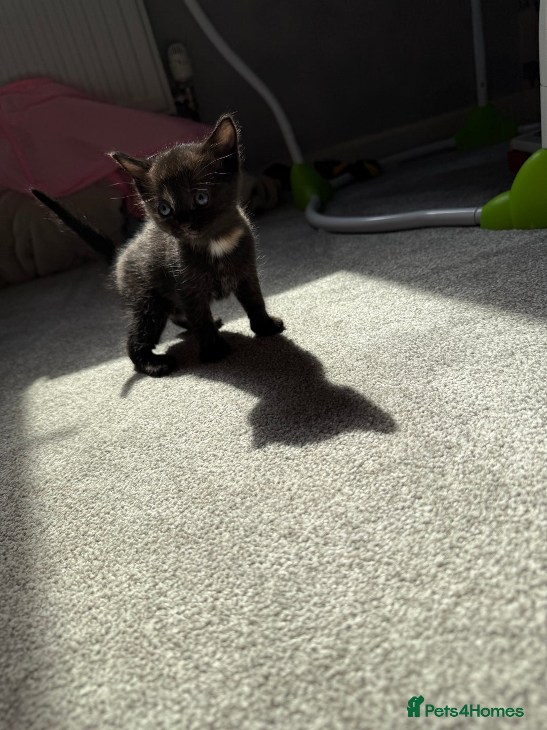RagaMuffin cats for sale: Ragamuffin kittens  - Image 6