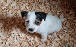 Jack Russell dogs for sale: True to type jackrussell pups  - Image 2