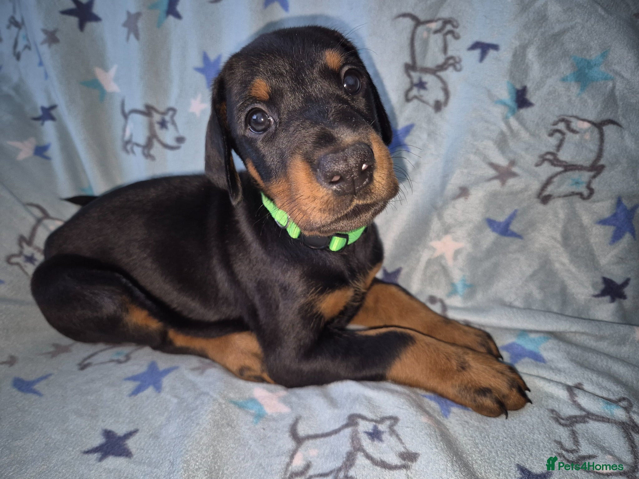 Dobermann dogs ⭐️⭐️⭐️⭐️⭐️ KC Reg European Dobermann puppies.  - Advert 7