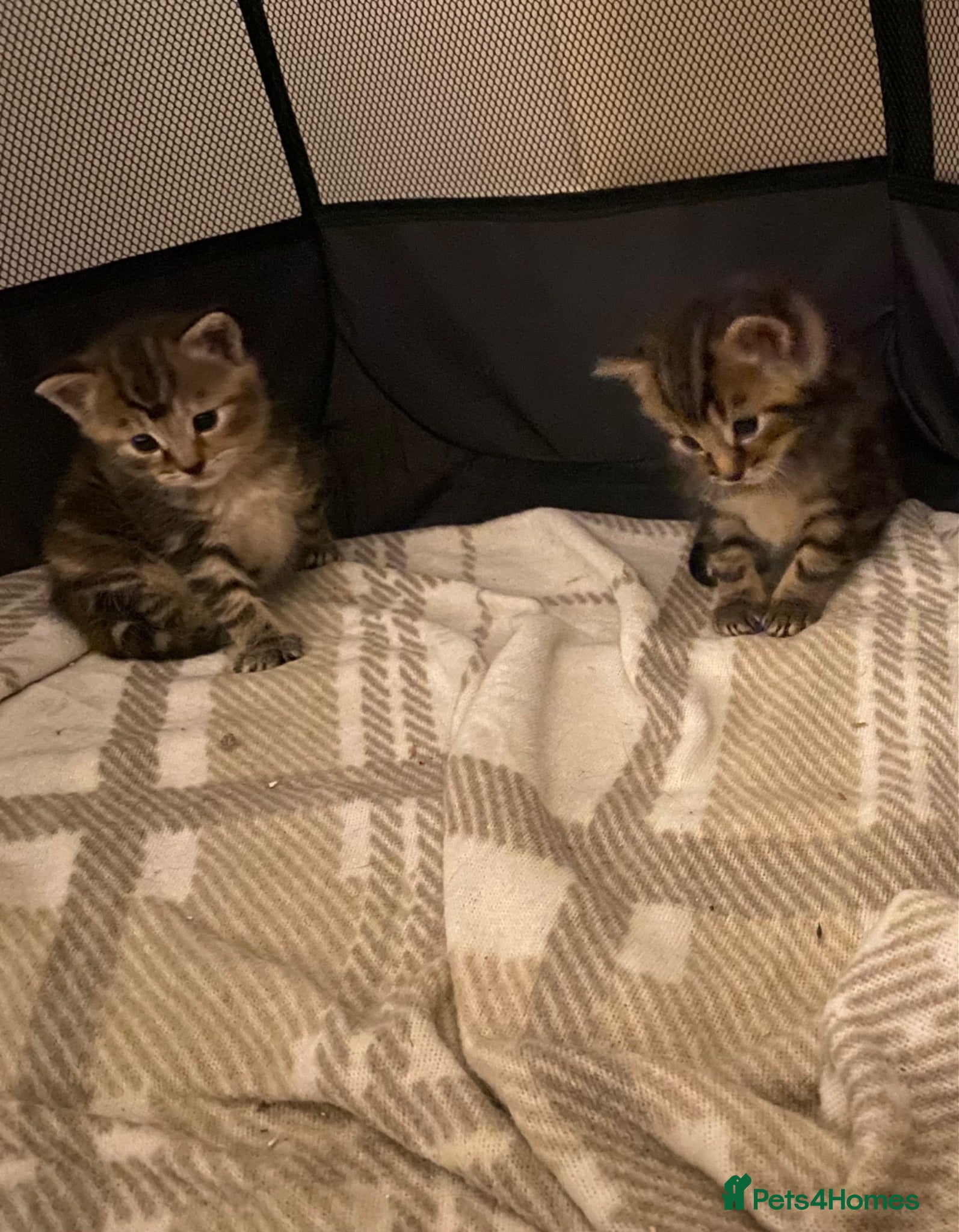 Mixed Breed cats Kitten for reservations  - Advert 16