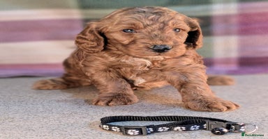 Cockapoo dogs - Advert 16