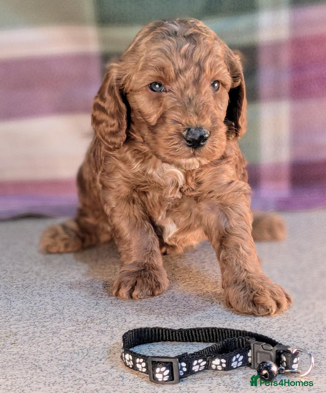 Cockapoo dogs for sale: F1B Cockapoo Puppies Ready for Their Forever Home. - Image 2