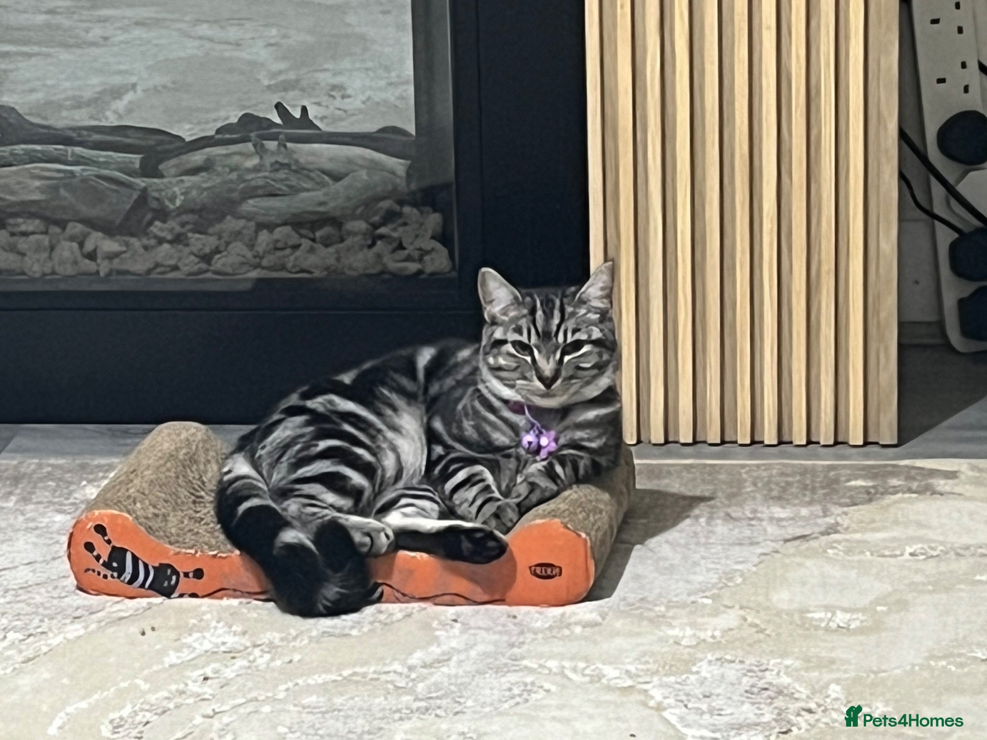 Mixed Breed cats Silver British short hair tabby  - Advert 8