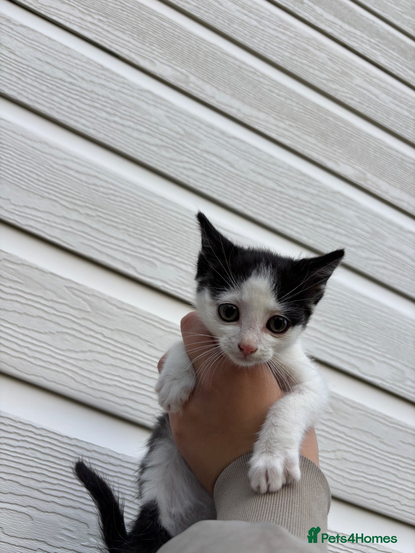 Mixed Breed cats 2 boy kittens  - Advert 4