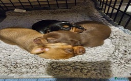 Jack Russell dogs for sale: LOVELY TRI-COLOURED JACK RUSSELL PUPS FOR SALE🐶❤️ - Image 2