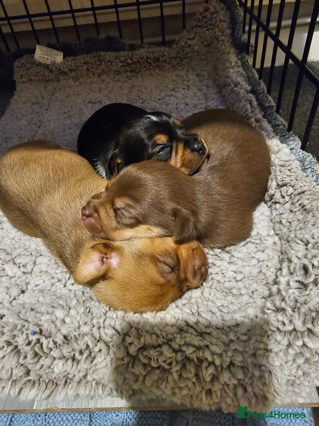 Jack Russell dogs for sale: LOVELY TRI-COLOURED JACK RUSSELL PUPS FOR SALE🐶❤️ - Image 2