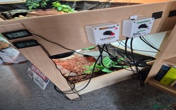Tortoise reptiles for sale: 2x horsfields and full setup to go to right home - Image 5