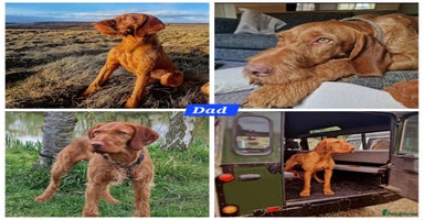 Hungarian Vizsla dogs - Advert 2