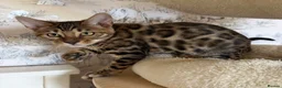 Bengal cats for sale: 🐆Exceptional Pedigree Bengal Kittens 🐆 - Advert 28