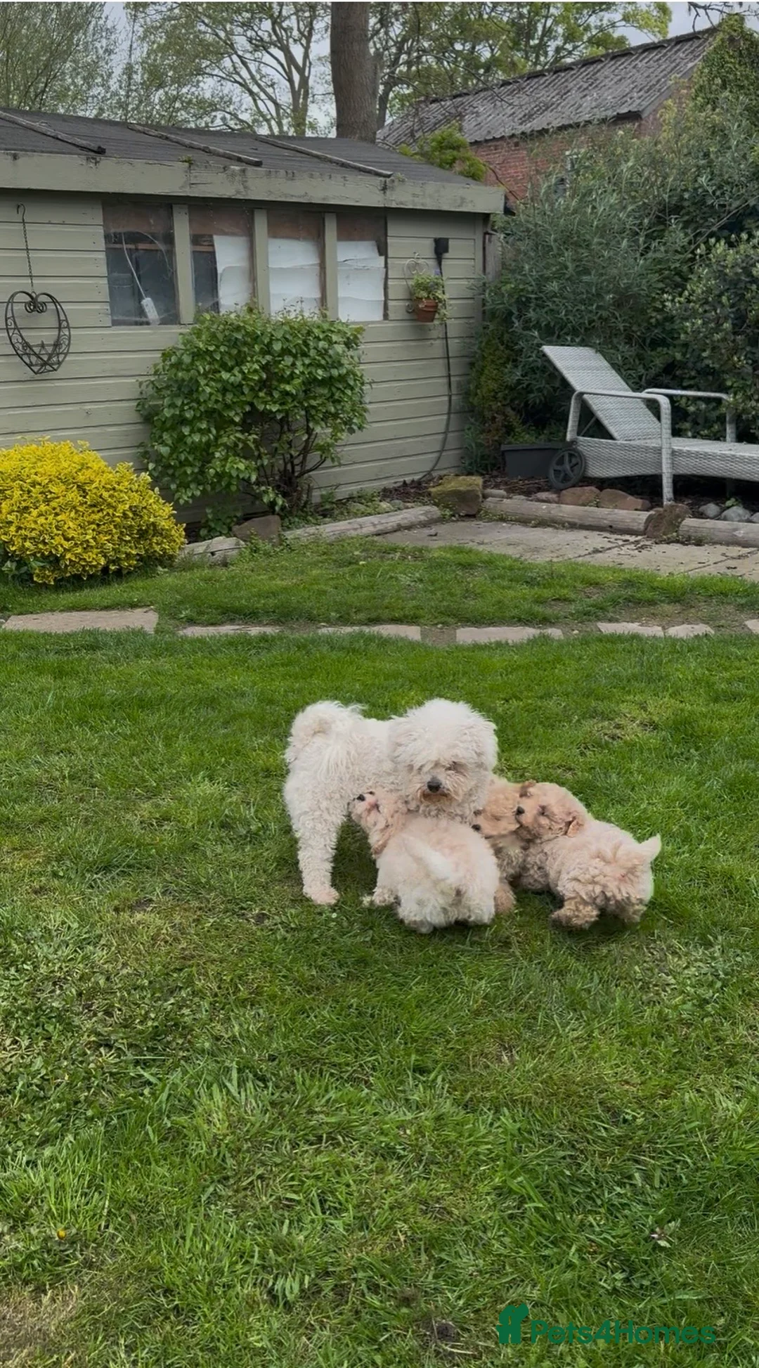 Poochon dogs for sale: Beautiful puppies  - Advert 2