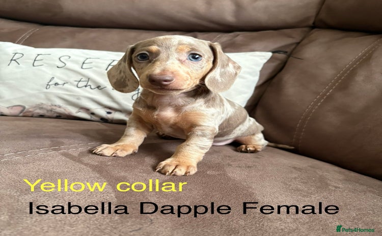 Miniature Dachshund dogs - Advert 2
