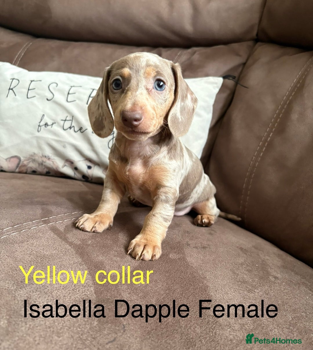 Miniature Dachshund dogs for sale: ✨READY TO LEAVE✨Miniature Dachshund Pups💕  - Image 8