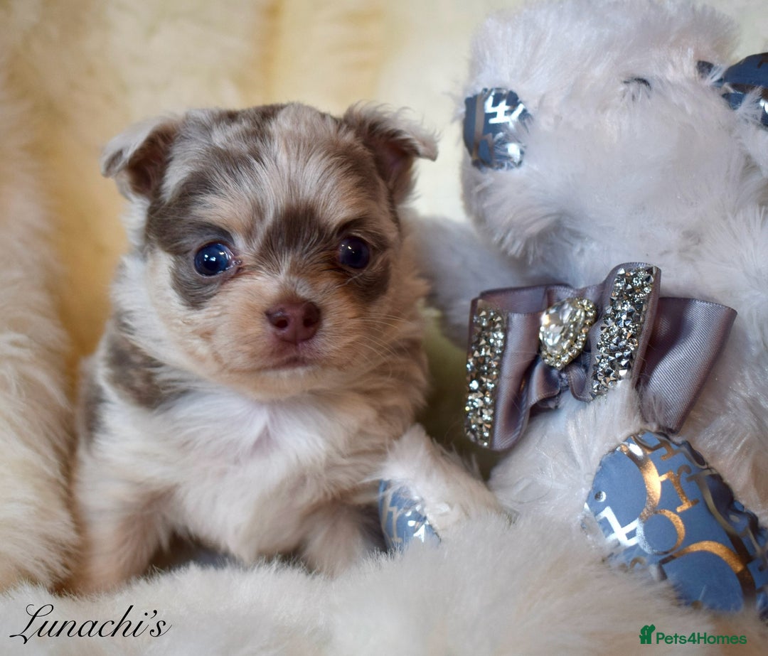 Chihuahua dogs for sale: Stunning long coat chihuahua puppies - Image 20