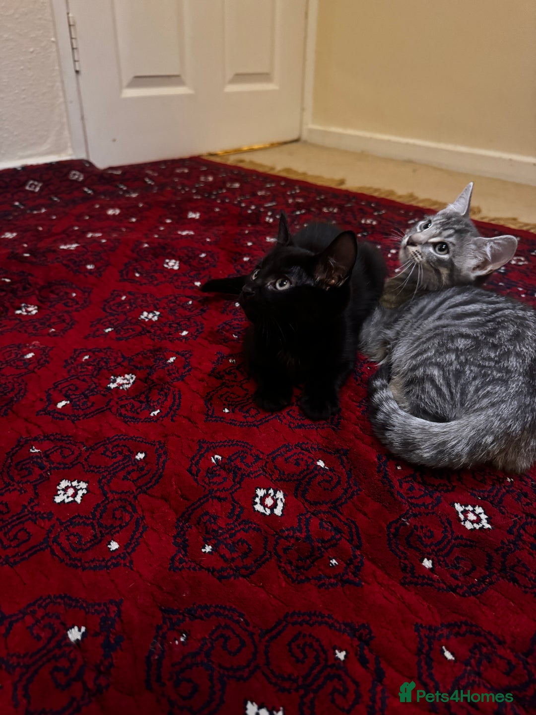 American Shorthair cats for sale: Kittens - Image 1