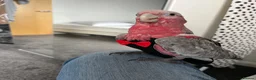 Cockatoo birds for sale: Rose-Breasted Cockatoo (Galah) - Advert 9
