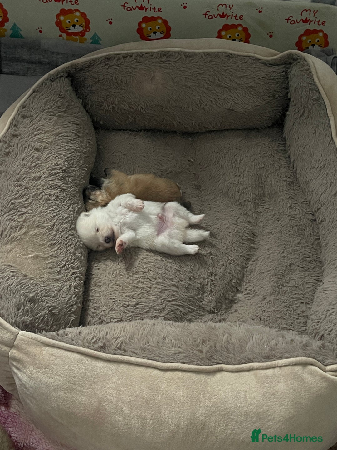 Pomeranian dogs for sale: Beautiful Pomerian Puppy’s  - Image 9