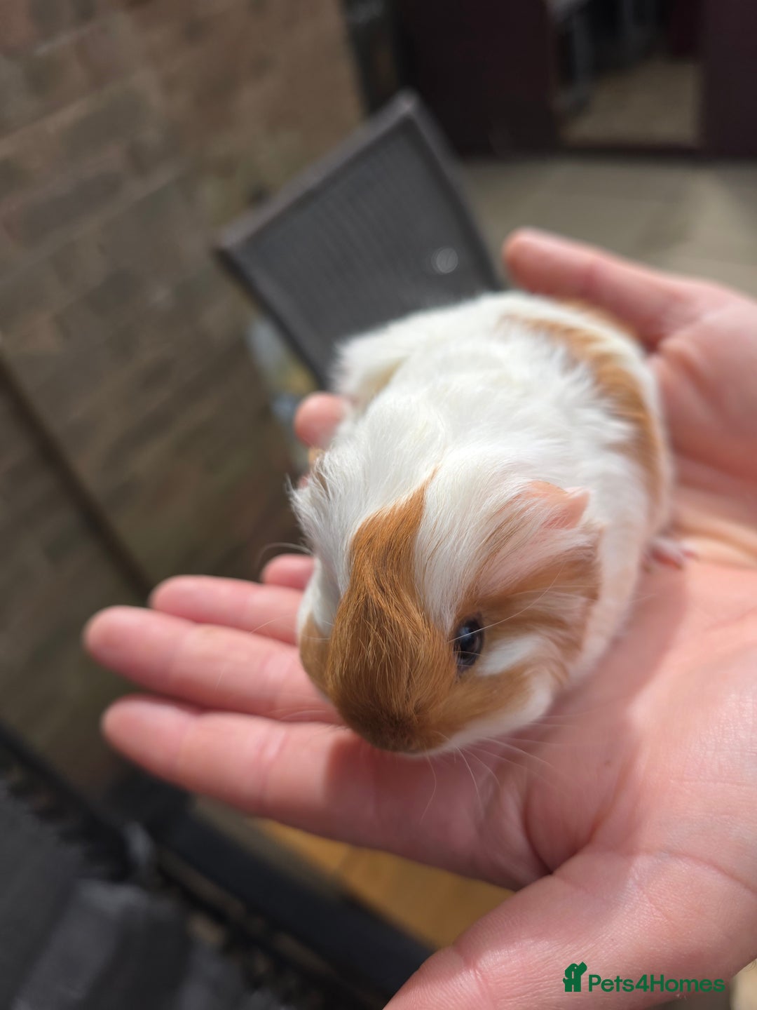 Guinea Pig rodents for sale: Baby guinepigs long haired  - Image 3