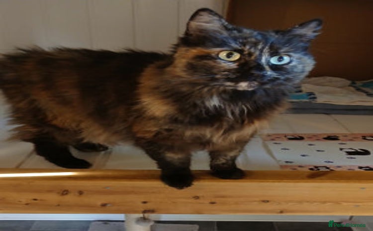 Mixed Breed cats - Advert 3