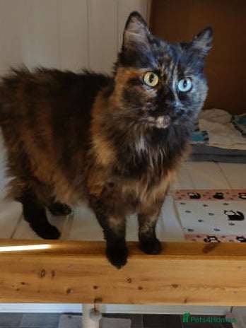 Mixed Breed cats - Advert 11