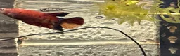 Angelfish fish for sale: Angel Fish/Shrimp/Golden Danio/Betta  - Advert 5