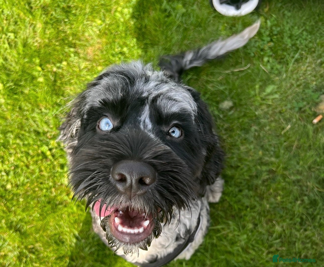 Cockapoo dogs Exceptional F1 Merle Cockapoo Stud 💙 - Advert 1