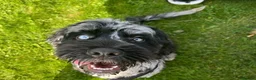 Cockapoo dogs for stud: Exceptional F1 Merle Cockapoo Stud 💙 in Newcastle - Advert 1