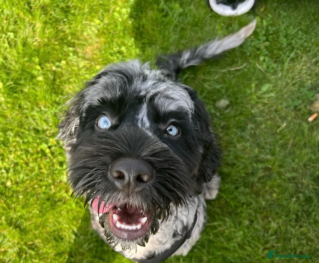 Cockapoo dogs for stud: Exceptional F1 Merle Cockapoo Stud 💙 in Newcastle - Advert 1