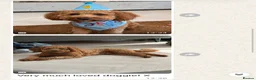Cavapoo dogs for sale: ⭐ Top quality, health tested Toy Cavapoo babies ⭐ - Advert 18