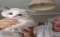 Ragdoll cats for sale: Ragdoll cross Somali kittens  - Image 10