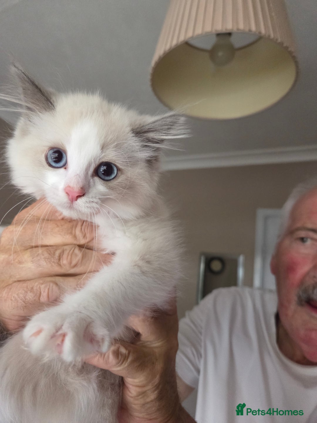 Ragdoll cats for sale: Ragdoll cross Somali kittens  - Image 10