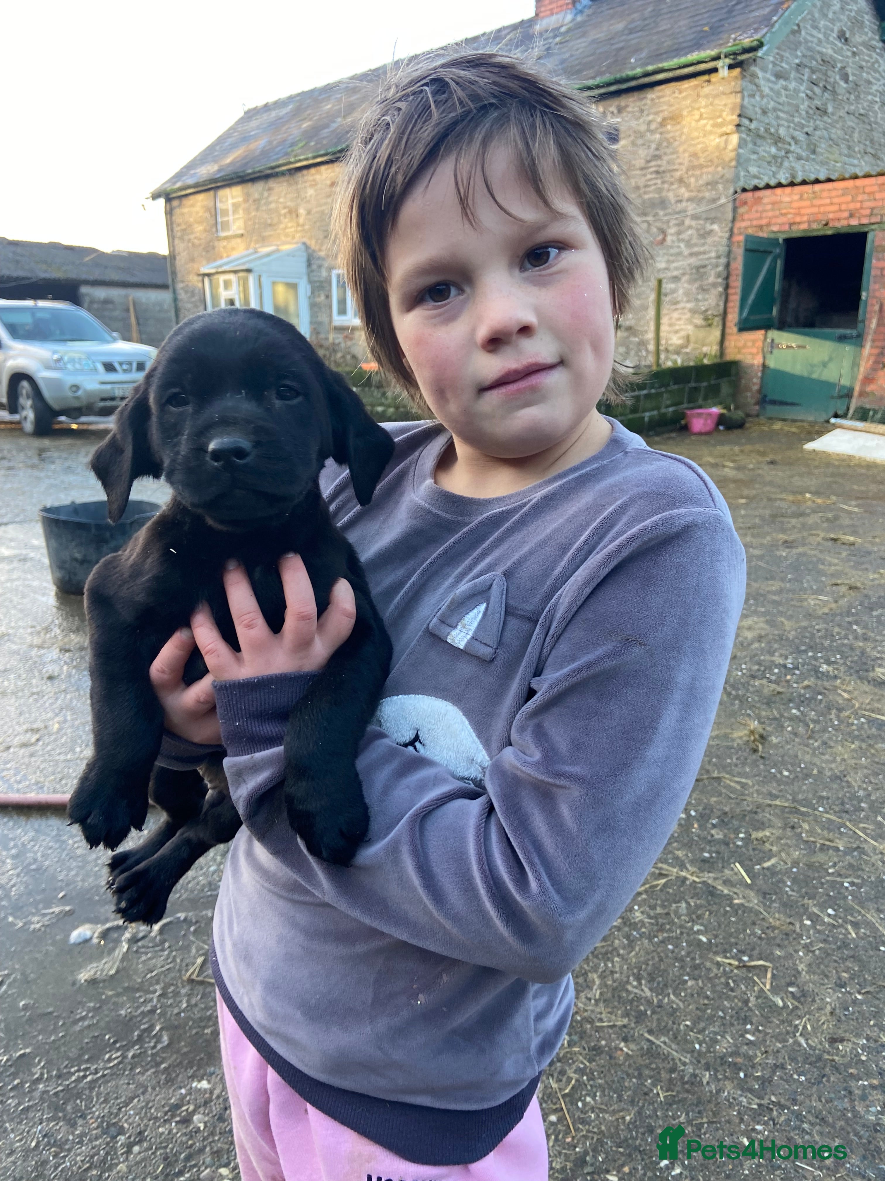 Labrador Retriever dogs 1 beautiful Labrador puppy for sale  - Advert 7