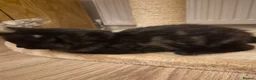 Mixed Breed cats for sale: Unique Smart Kittens for Loving Homes  in Kilwinning - Advert 12