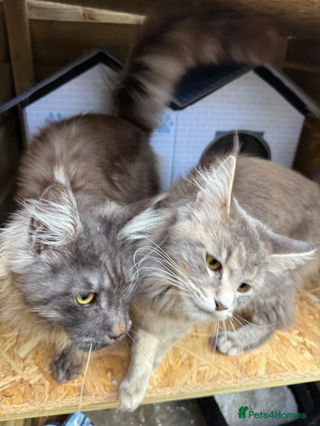 Maine Coon cats for sale: Lovely female, kitty  - Advert 2