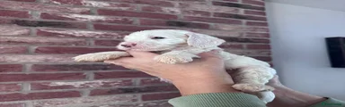 Cockapoo 6