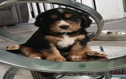 Cocker Spaniel dogs for sale: 3Beautiful show type cocker spaniels 💕♥️ 💙💕 - Image 2