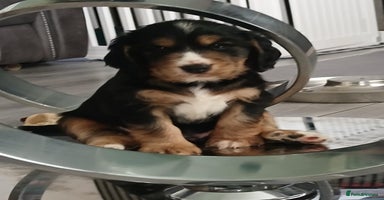 Cocker Spaniel dogs - Advert 1