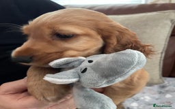 Cocker Spaniel dogs for sale:  Cocker spaniel puppies  - Advert 14