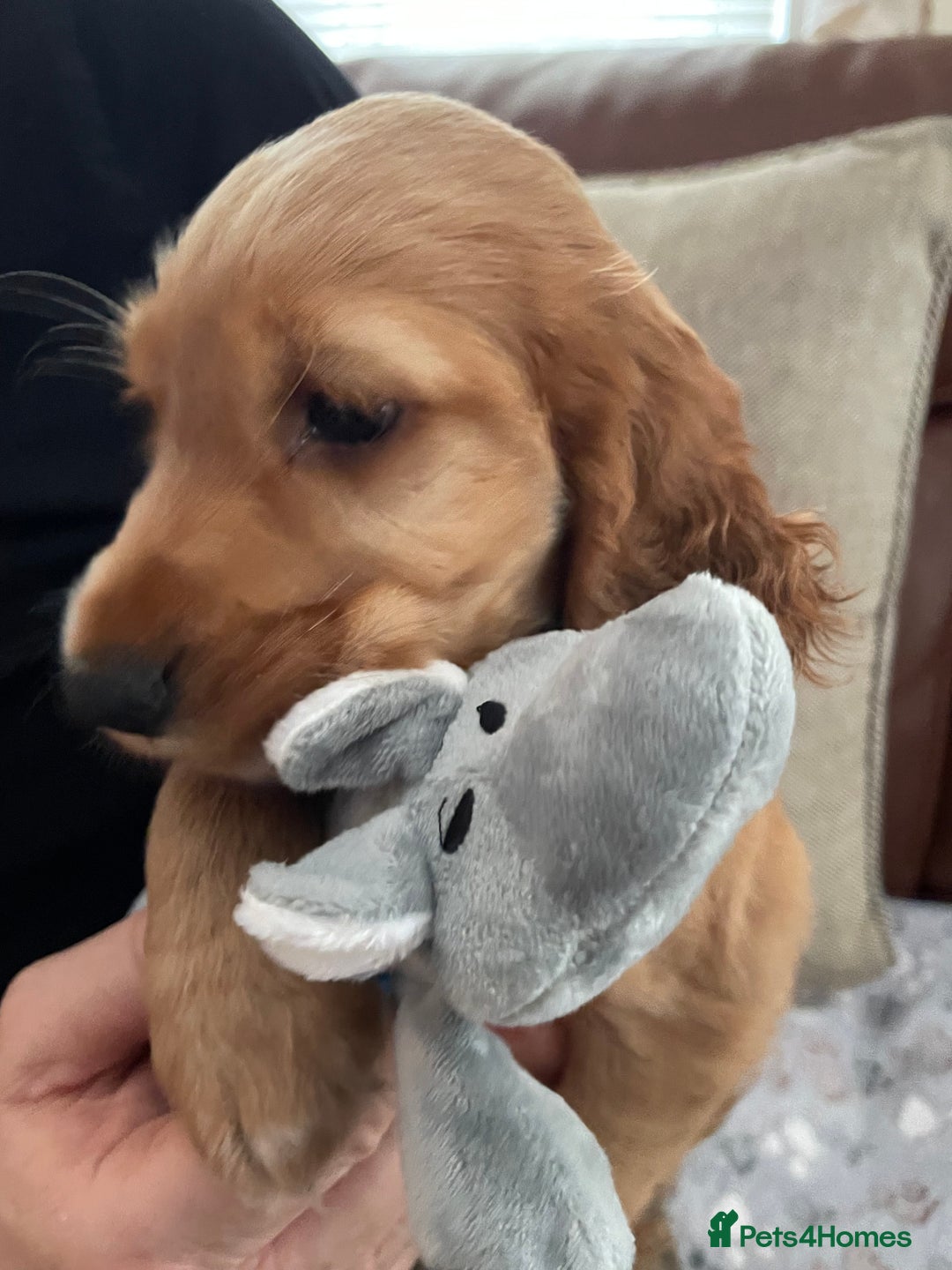 Cocker Spaniel dogs for sale:  Cocker spaniel puppies  - Advert 14